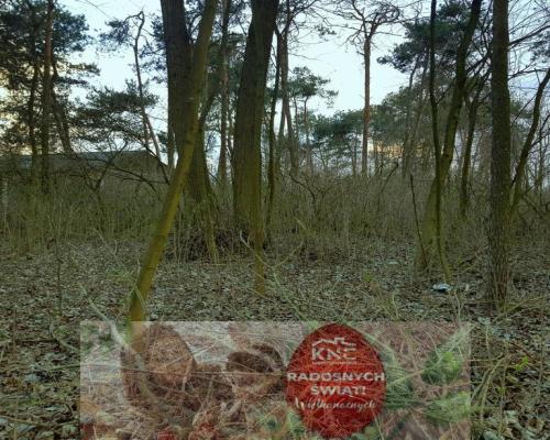 Kocianów - działka leśna - 33 ar