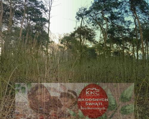 Kocianów - działka leśna - 33 ar
