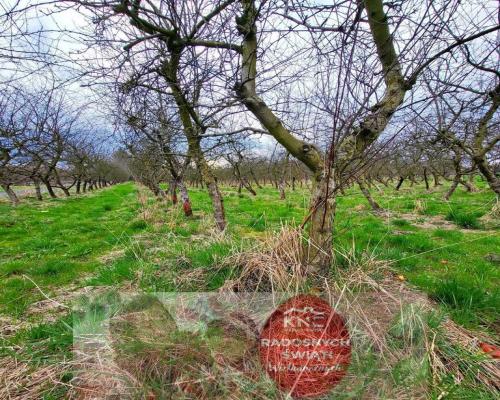 Inwestycyjna działka budowlana w Motyczu