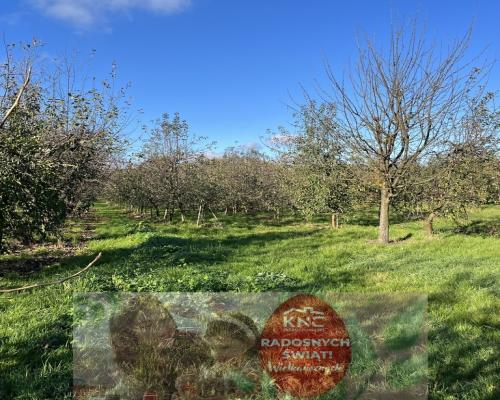 Dom drewniany do remontu na działce w Zakrzowie.