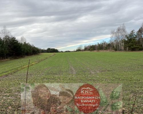 Duża działka inwestycyjna blisko Wisły w Kłudziu.