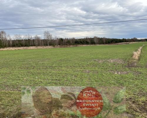 Duża działka inwestycyjna blisko Wisły w Kłudziu.