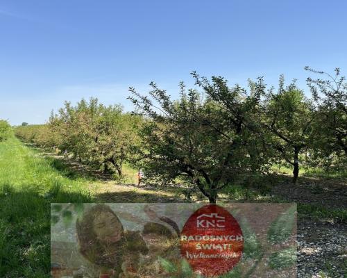 Działka rolno-budowlana w Kamieniu Kolonii.