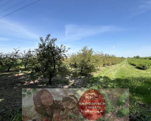 Działka rolno-budowlana w Kamieniu Kolonii.