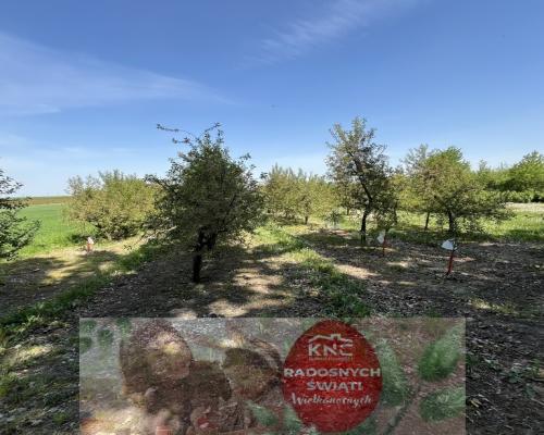 Działka rolno-budowlana w Kamieniu Kolonii.