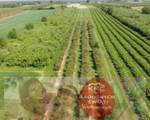 Działka rolno-budowlana w Kamieniu Kolonii.