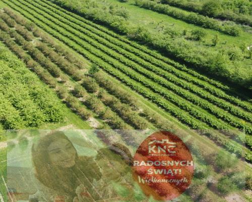 Działka rolno-budowlana w Kamieniu Kolonii.