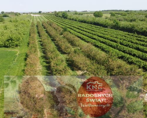 Działka rolno-budowlana w Kamieniu Kolonii.