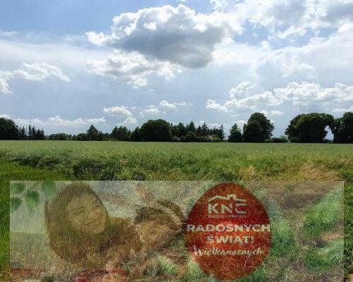 Piękna, duża działka w spokojnej okolicy - Pólko