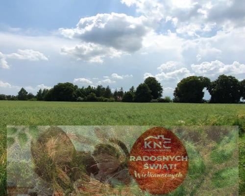Piękna, duża działka w spokojnej okolicy - Pólko