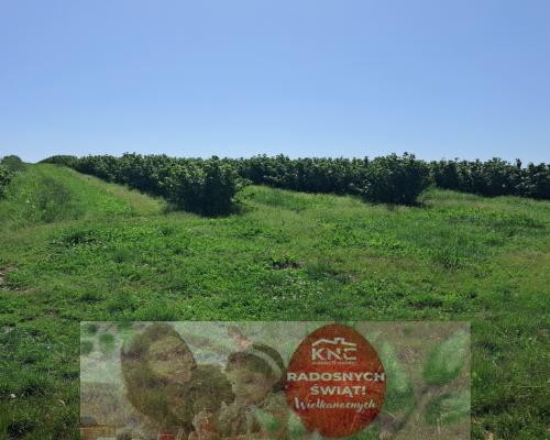 Gm. Rybczewice - Częstoborowice -siedlisko - 20ar