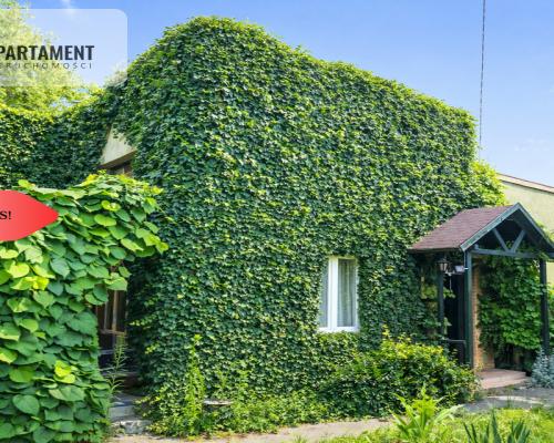 Dom i kawalerka z ogrodem. Aleksandrów Kujawski