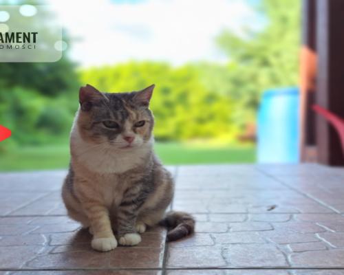 Wyjątkowy dom w Myślęcinku z domkiem dla gości