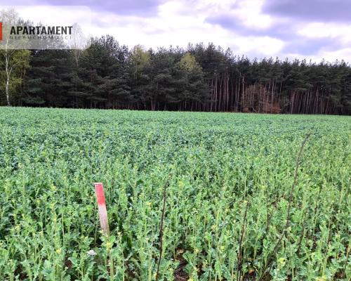 Piękna działka przy samym lesie !!!