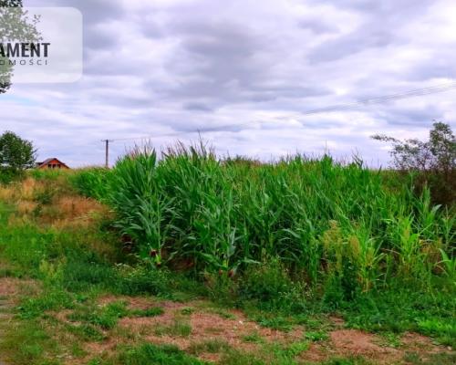 Urocza działka niedaleko Złotnik Kujawskich!