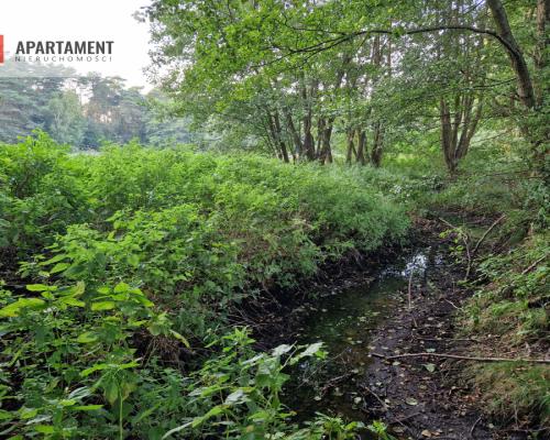 Duża działka przy lesie bez sąsiedztwa