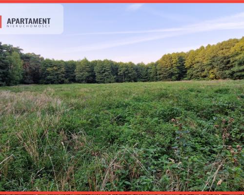 Duża działka przy lesie bez sąsiedztwa
