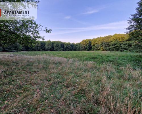 Duża działka przy lesie bez sąsiedztwa