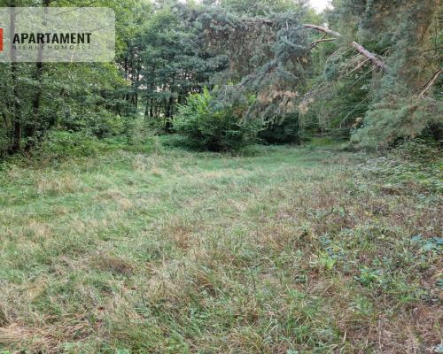 Duża działka przy lesie bez sąsiedztwa