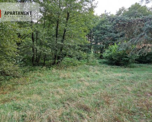 Duża działka przy lesie bez sąsiedztwa