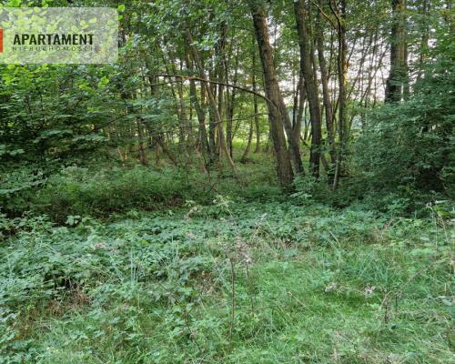 Duża działka przy lesie bez sąsiedztwa