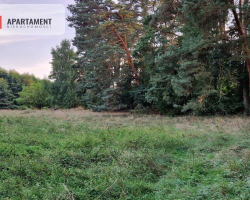Duża działka przy lesie bez sąsiedztwa