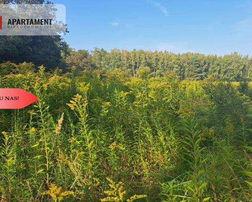 Działka 10 ar budowlana przy ścianie lasu!