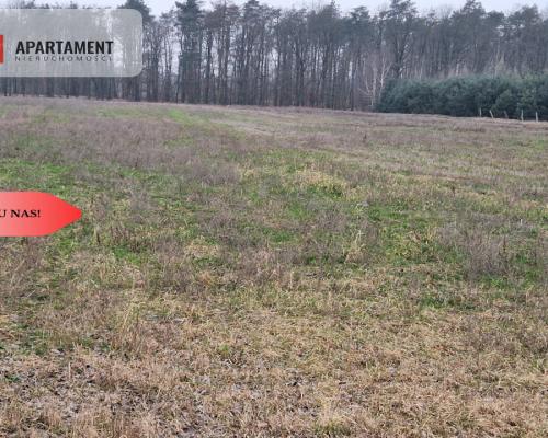 Działka budowlana ze ścianą lasu