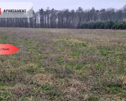 Działka budowlana ze ścianą lasu