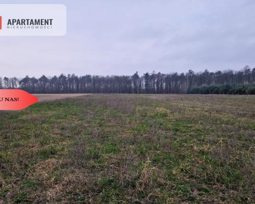 Działka budowlana ze ścianą lasu