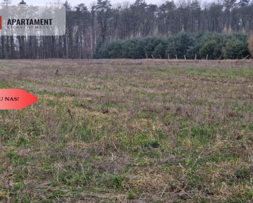 Działka budowlana ze ścianą lasu