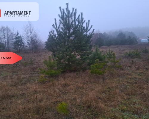 TYLKO U NAS !!! WSERCU BORÓW TUCHOLSKICH