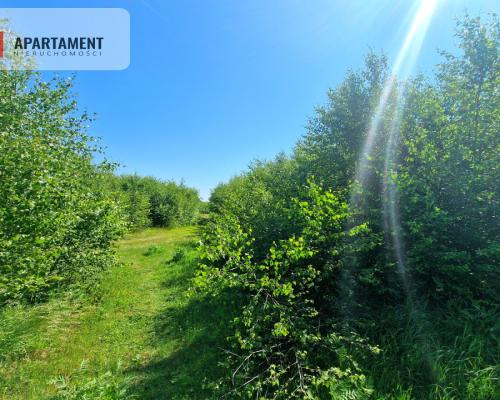 Tylko u Nas! Działka wśród brzózek! Piękne miejsce