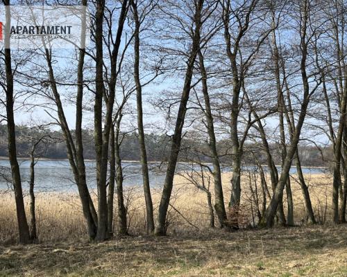 Dołgie, jezioro, las, media ,DZIAŁKI