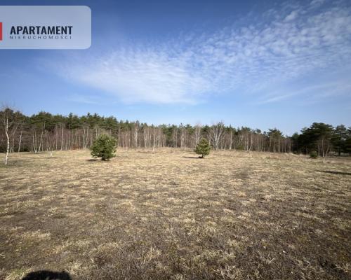 Dołgie, jezioro, las, media ,DZIAŁKI