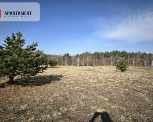 Dołgie, jezioro, las, media ,DZIAŁKI