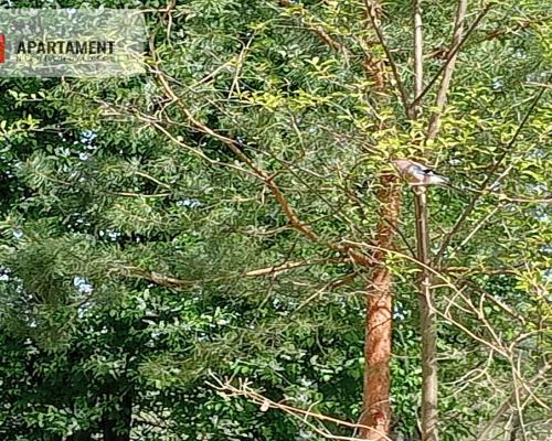 Działka inwestycyjna - market, przychodnia