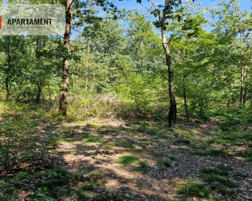 Działki w lesie blisko jeziora i plaży