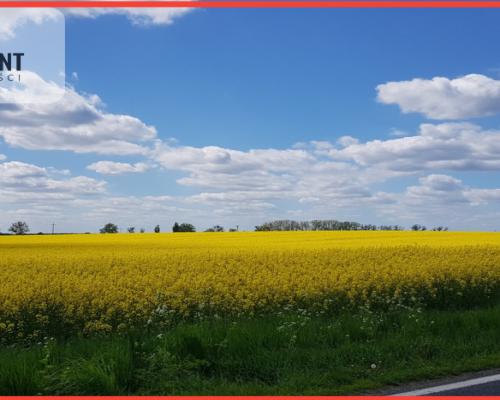Działka - możliwość podziału! Bory Tucholskie!