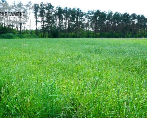 Urokliwe działki nad jeziorem Brzuchowo!