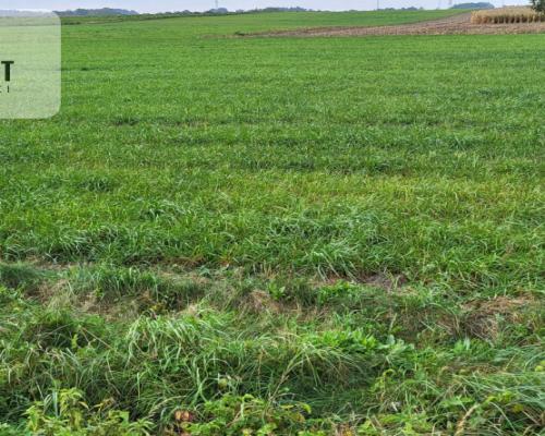 Działki budowlane - Wyrzysk Skarbowy