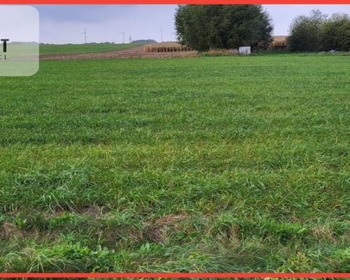 Działki budowlane - Wyrzysk Skarbowy