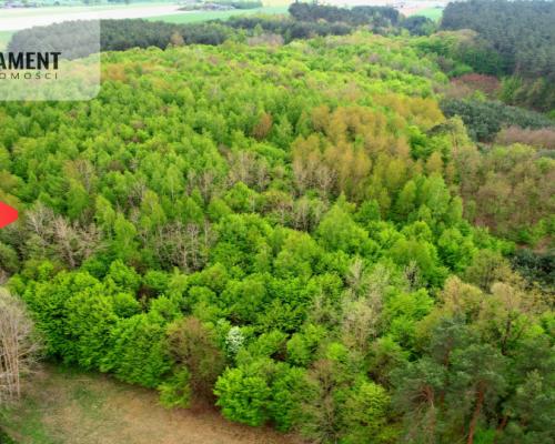 Gospodarstwo w głuszy! Las! Rzeka!