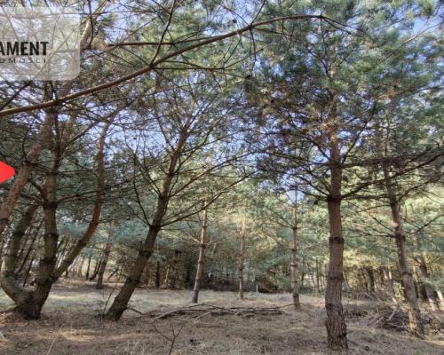 Bory Tucholskie – działka 1195 mkw pod budowę domu