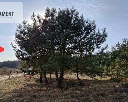 Bory Tucholskie – działka 1195 mkw pod budowę domu