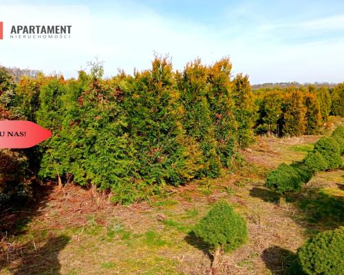 Duża działka 1,73 ha/szkółka drzew iglastych...