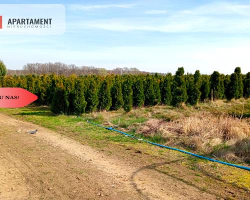 Duża działka 1,73 ha/szkółka drzew iglastych...