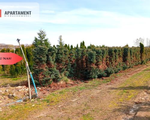 Duża działka 1,73 ha/szkółka drzew iglastych...
