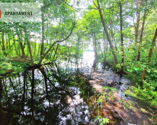 Działka z linią brzegową w Borach Tucholskich