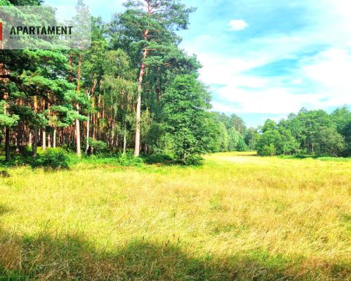 Działka z linią brzegową w Borach Tucholskich